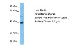 UBXN2B Rabbit anti-Mouse, Polyclonal, Novus Biologicals 0.1 mL | Buy Online | Novus Biologicals | Fisher Scientific